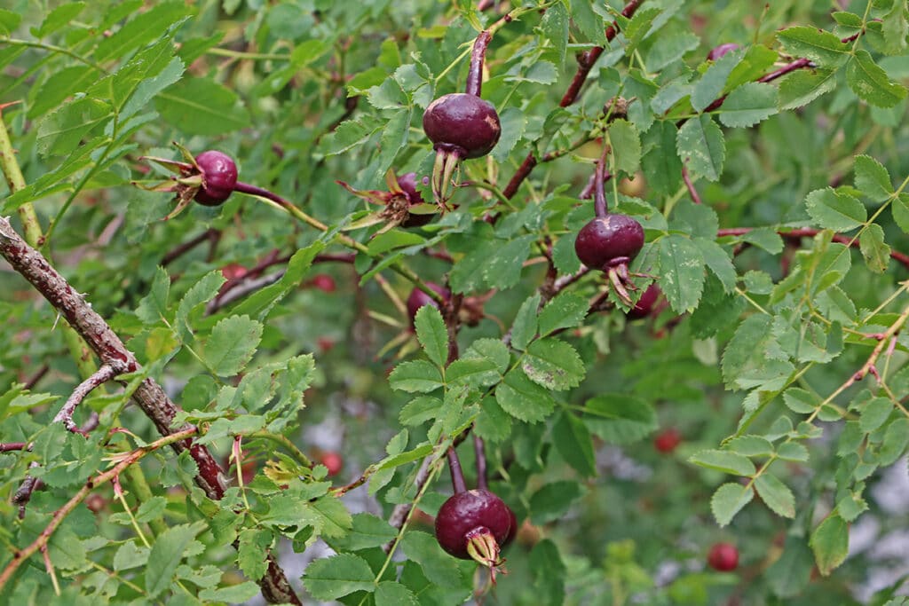 Bibernell-Rose, Rosa pimpinellifolia