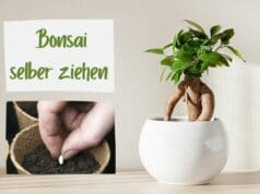 Bonsai säen