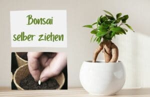 Bonsai säen