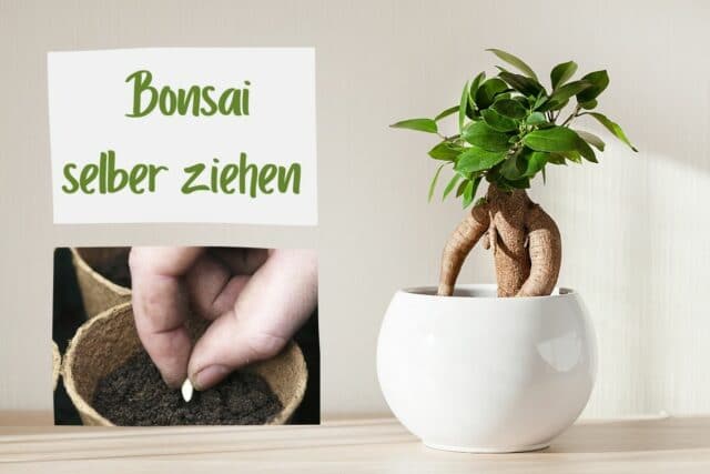 Bonsai säen