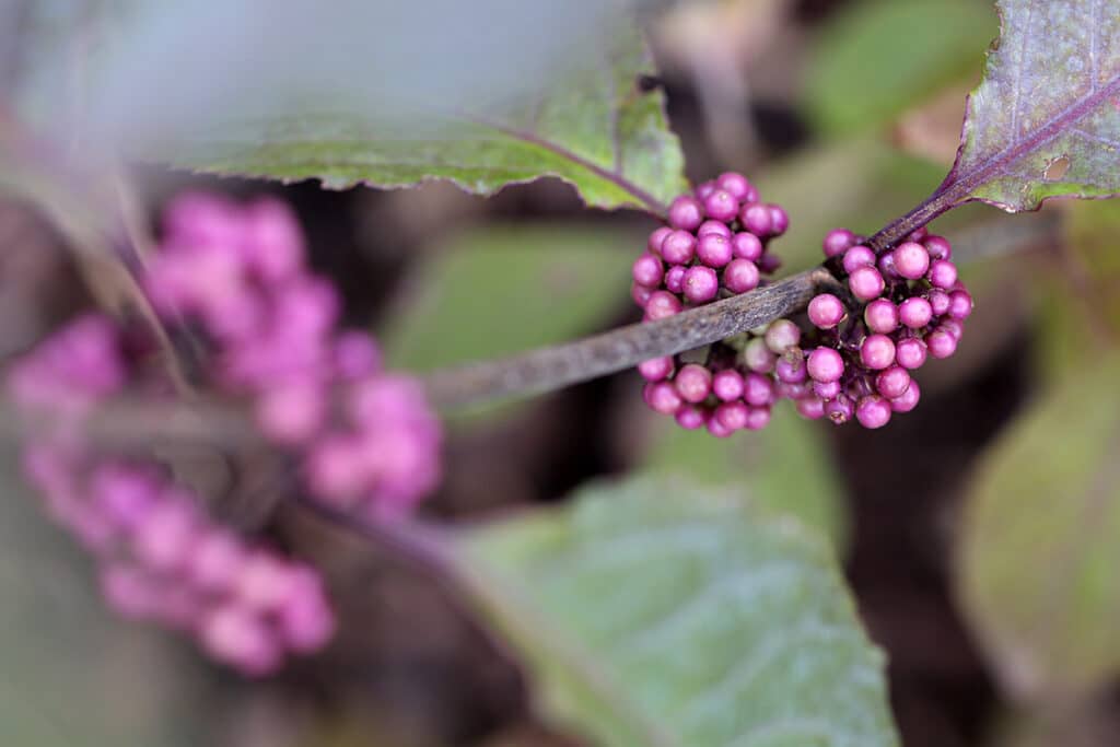 Chinesische Schönfrucht (Callicarpa giraldii)