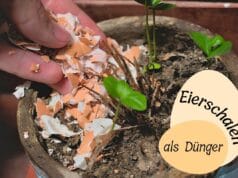 Eierschalen als Dünger