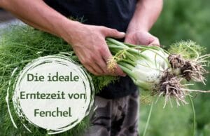 Fenchel Erntezeit