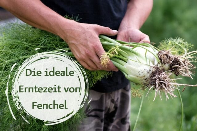 Fenchel Erntezeit