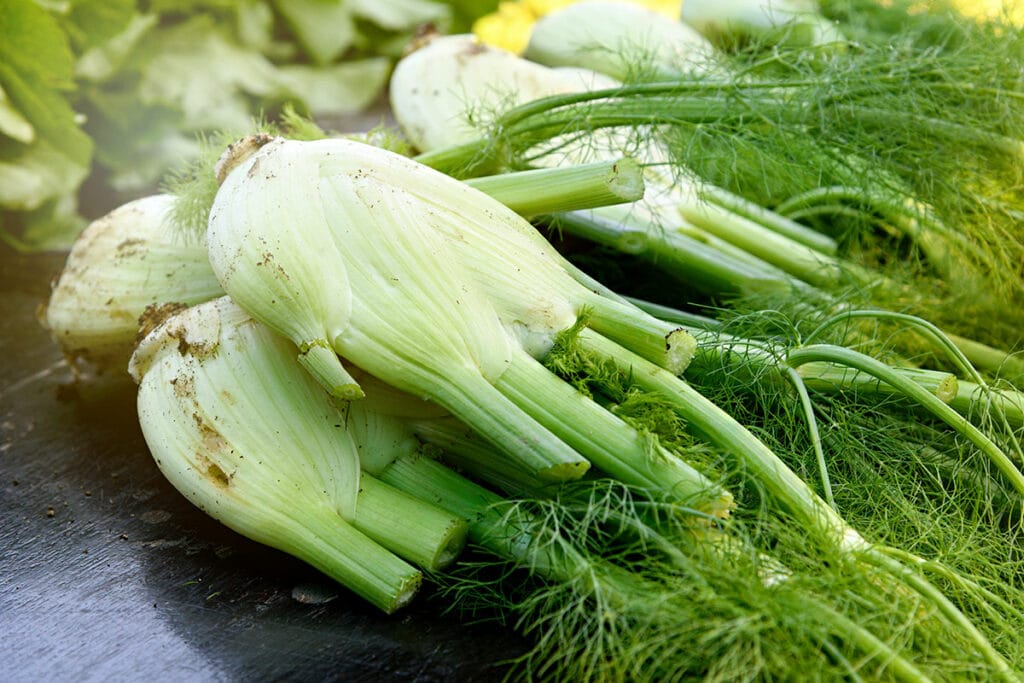 Fenchel ernten