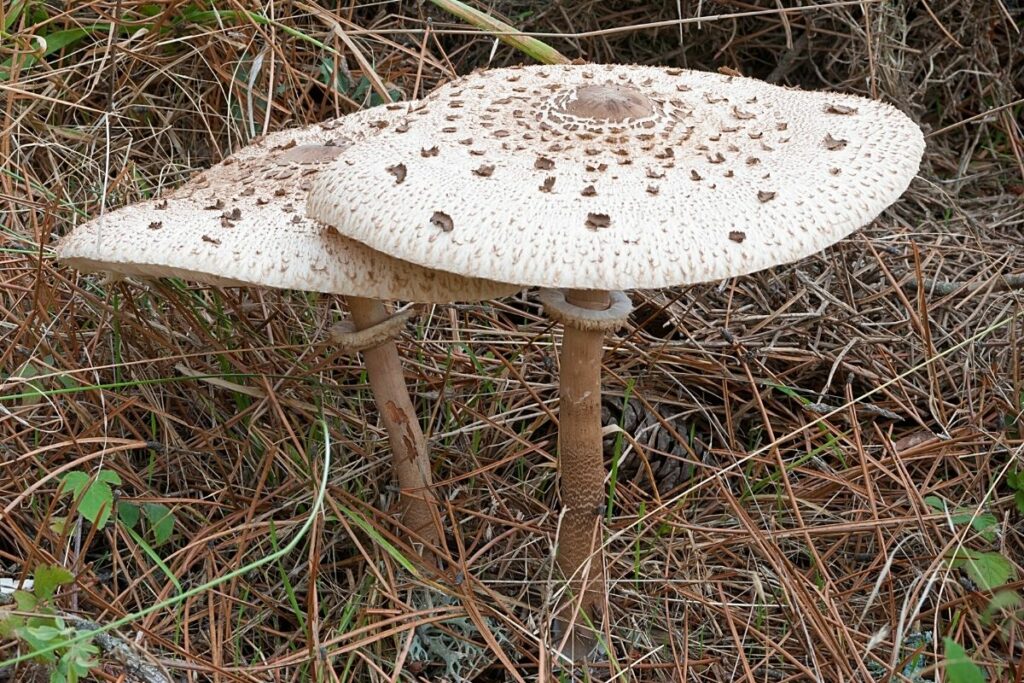 Macrolepiota procera