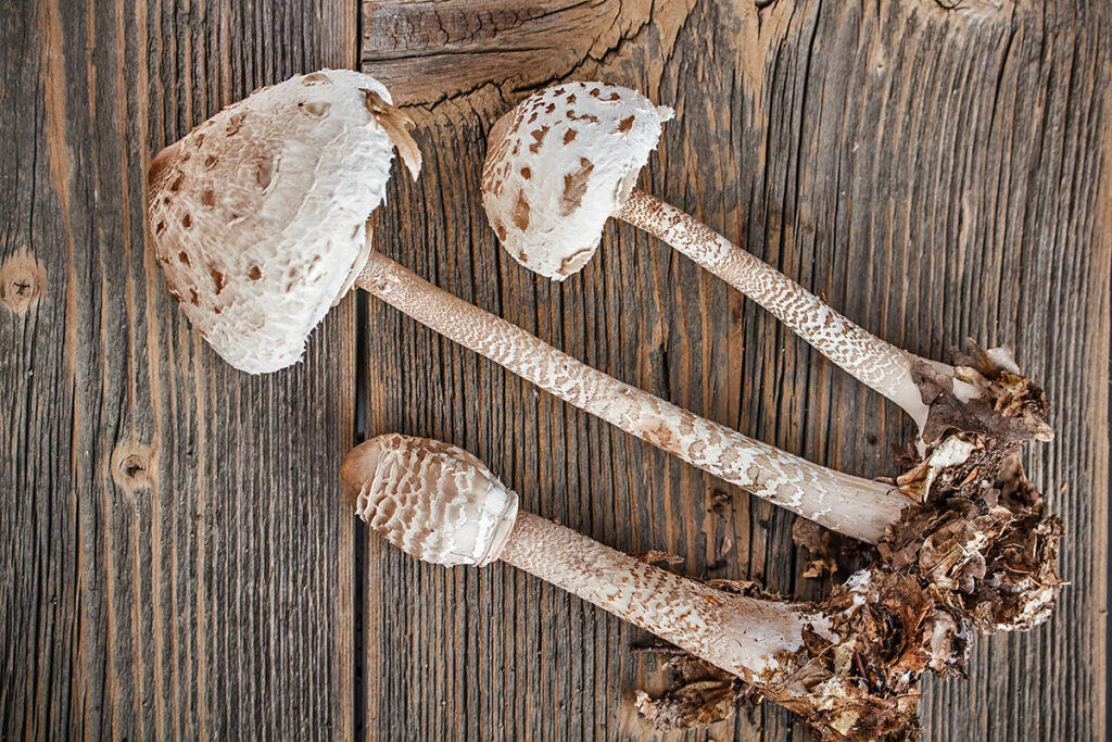 Gemeiner Riesenschirmling Macrolepiota procera