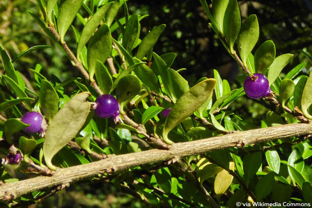 lila Beeren, Immergrüne Kriech-Heckenkirsche (Lonicera pileata)