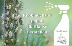 Knoblauchsud