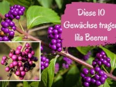 lila Beeren
