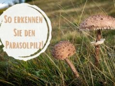 Parasolpilz erkennen