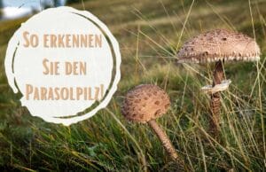 Parasolpilz erkennen