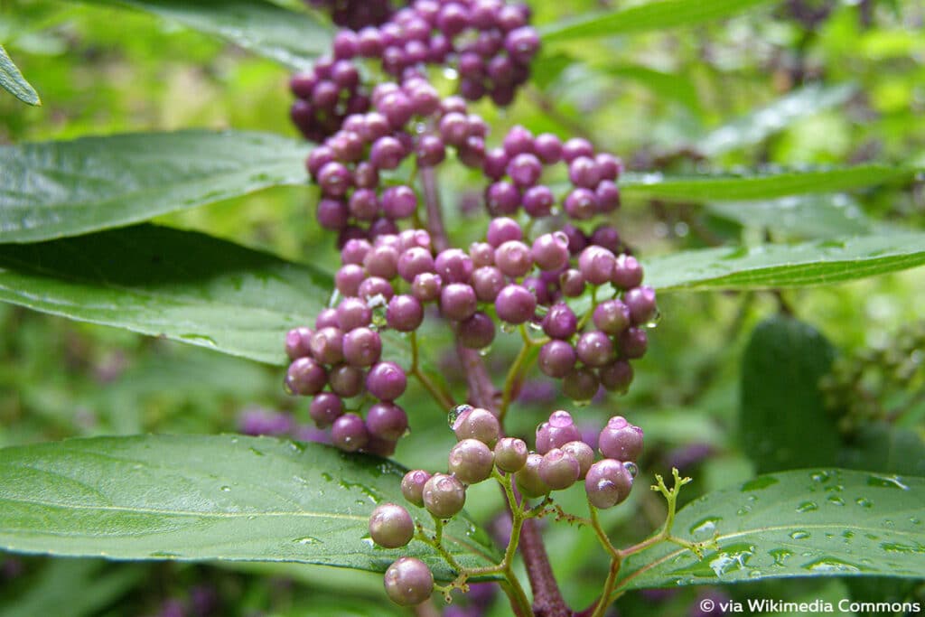 Pflaumenblättrige Apfelbeere (Aronia x prunifolia), lila Beeren