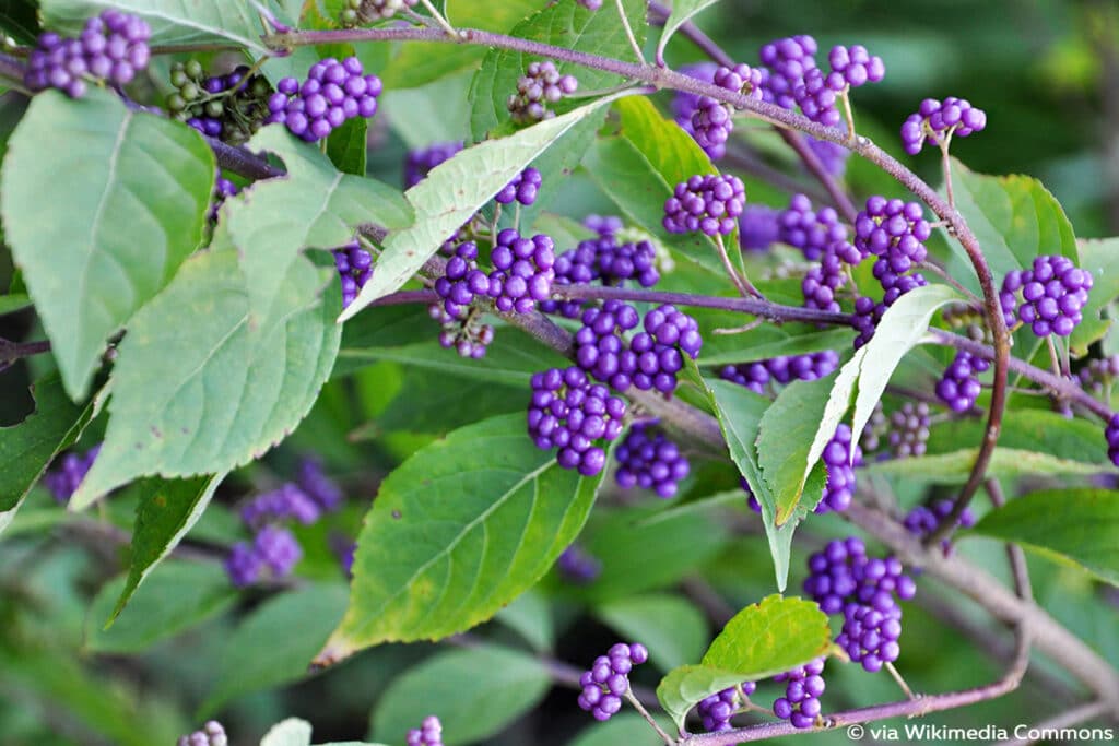 Pupur-Schönfrucht (Callicarpa dichotoma)