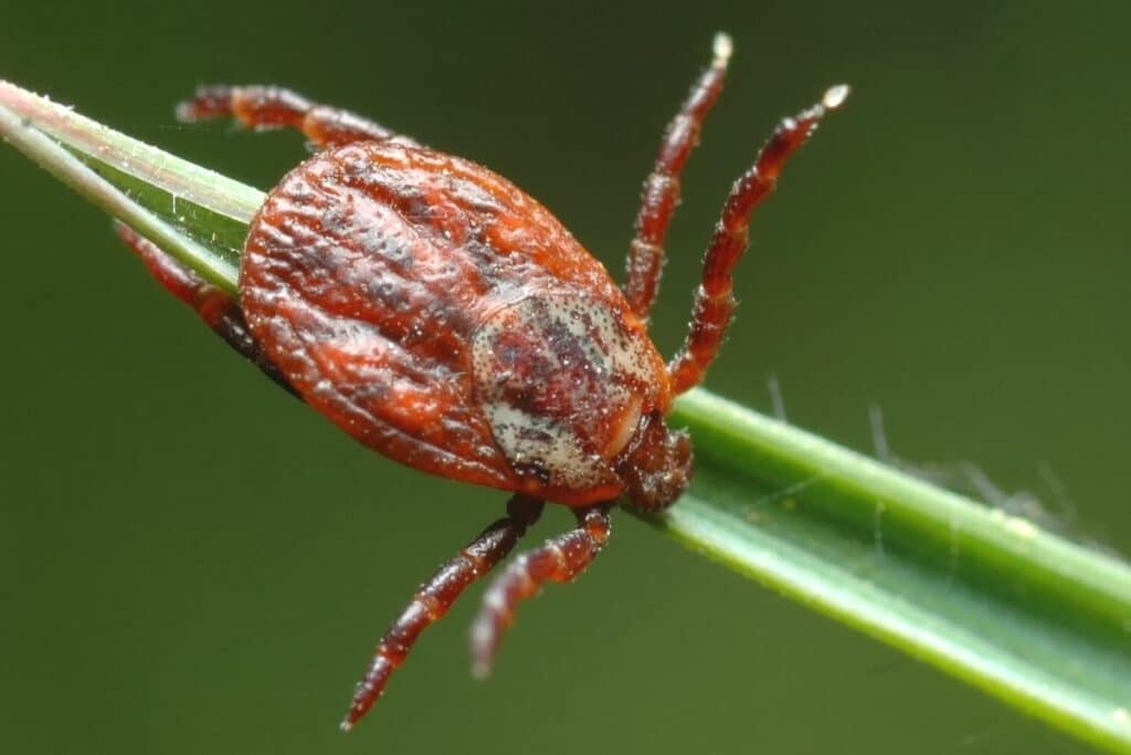 Auwaldzecke - Dermacentor reticulatus