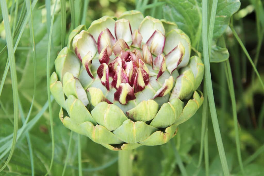 Echte Artischocke - Cynara scolymus