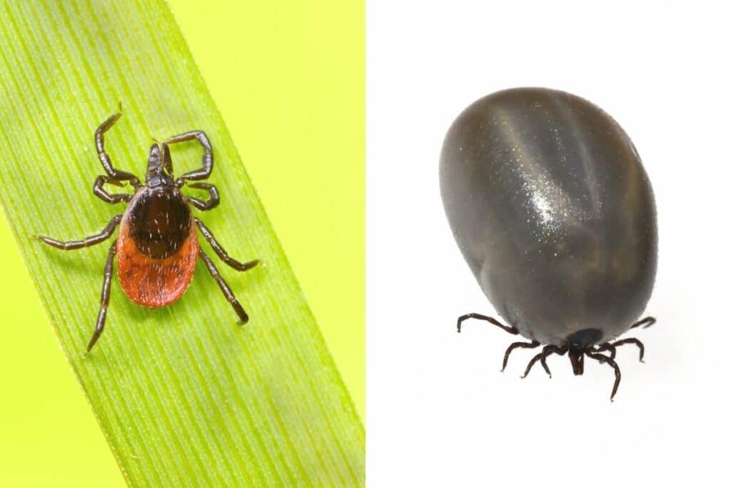 Zeckenarten - Gemeiner Holzbock (Ixodes ricinus)