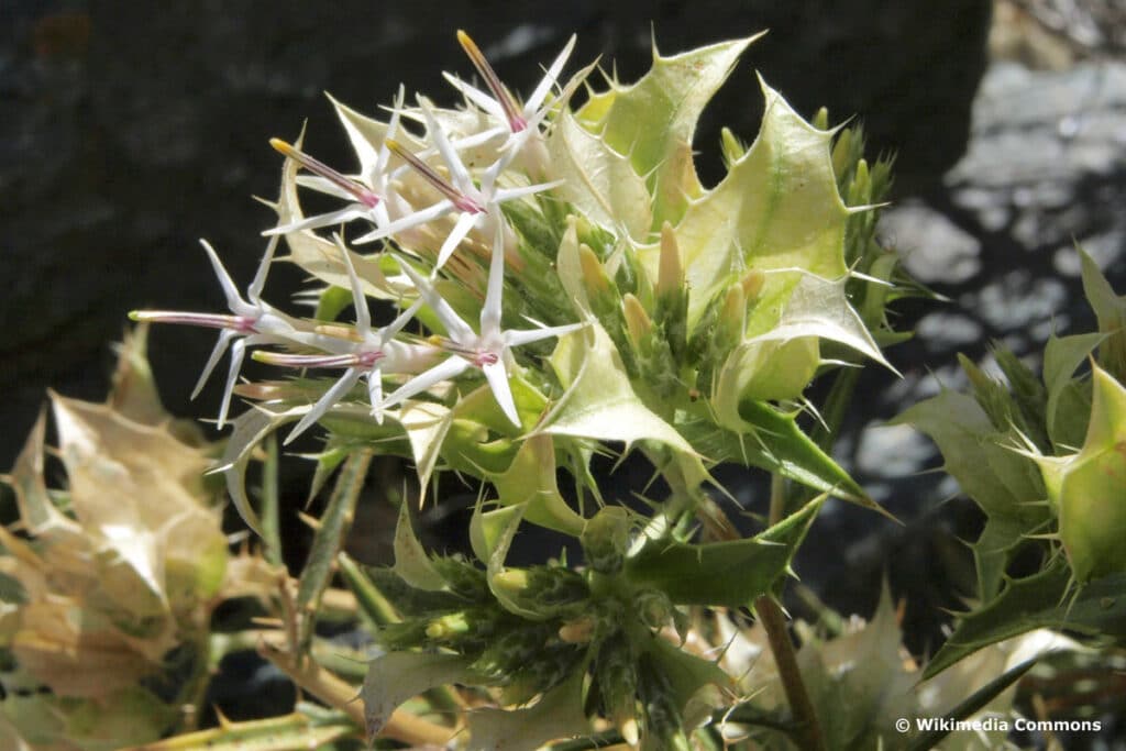 Korbblütler - Hecastocleis shockleyi