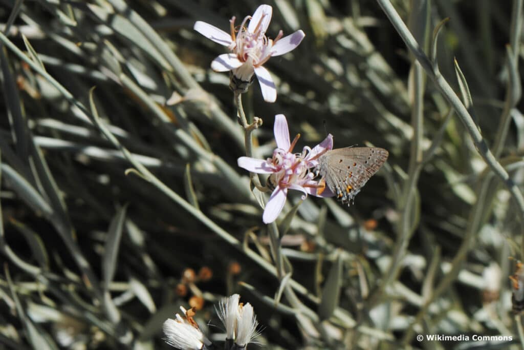 Korbblütler - Hyalis argentea