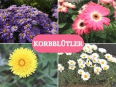 Korbblütler - Collage