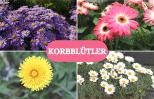 Korbblütler - Collage