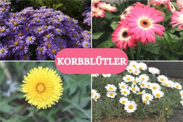 Korbblütler - Collage