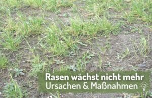 Rasen wächst nicht mehr