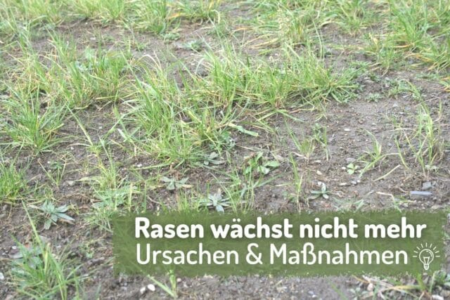 Rasen wächst nicht mehr