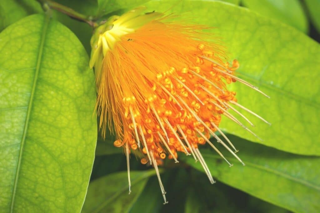 Stifftioideae - Stifftia chrysantha