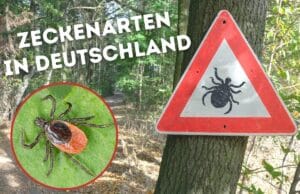 Zeckenarten in Deutschland