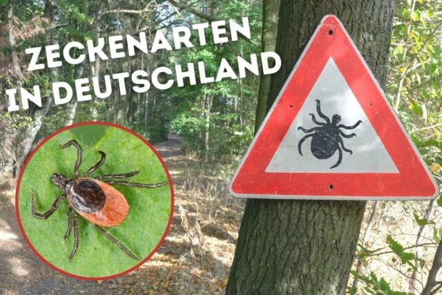 Zeckenarten in Deutschland