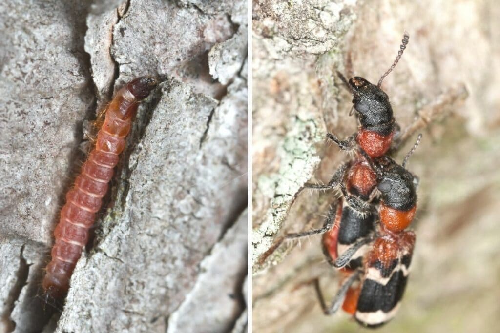 Ameisenbuntkäfer (Thanasimus formicarius)