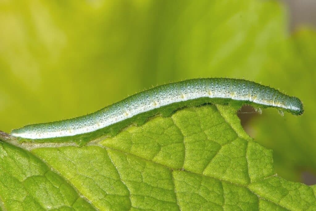 Aurorafalter - Anthocharis cardamines