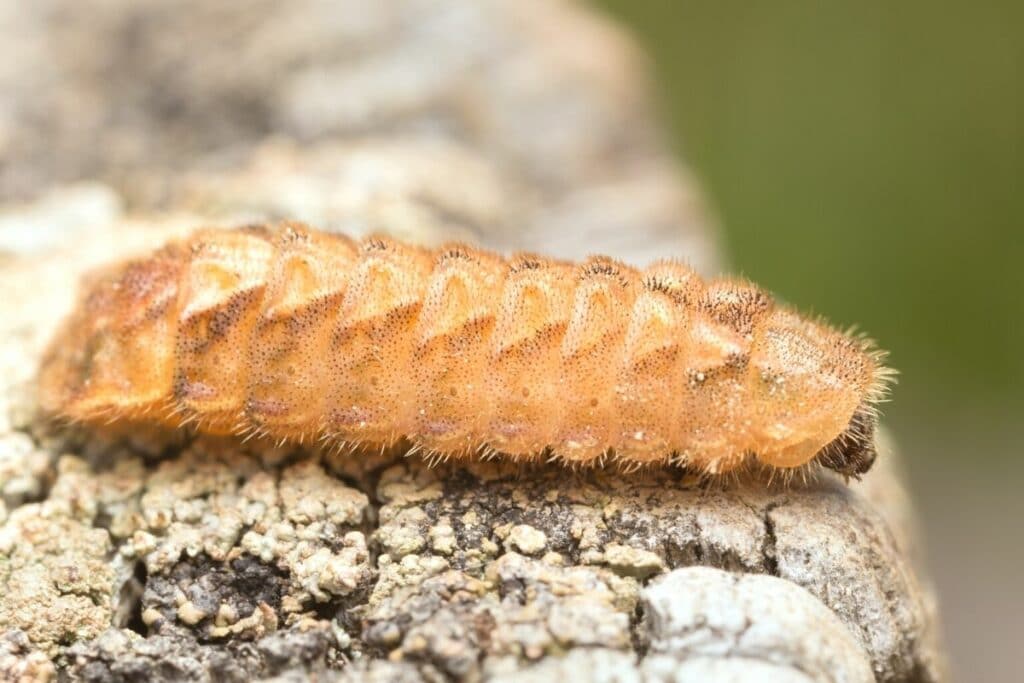 Blauer Eichen-Zipfelfalter - Favonius quercus