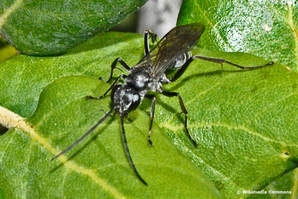 Bleigraue Wegwespe (Pompilus cinereus)