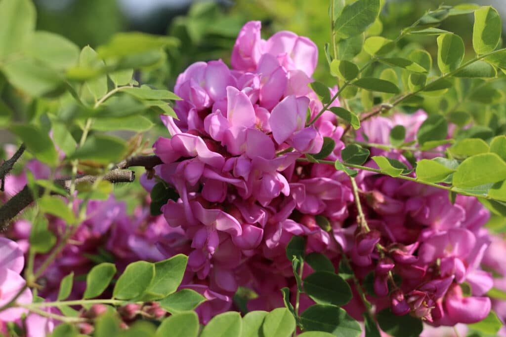 Borstenakazie - Robinia hispida 'Macrophylla'