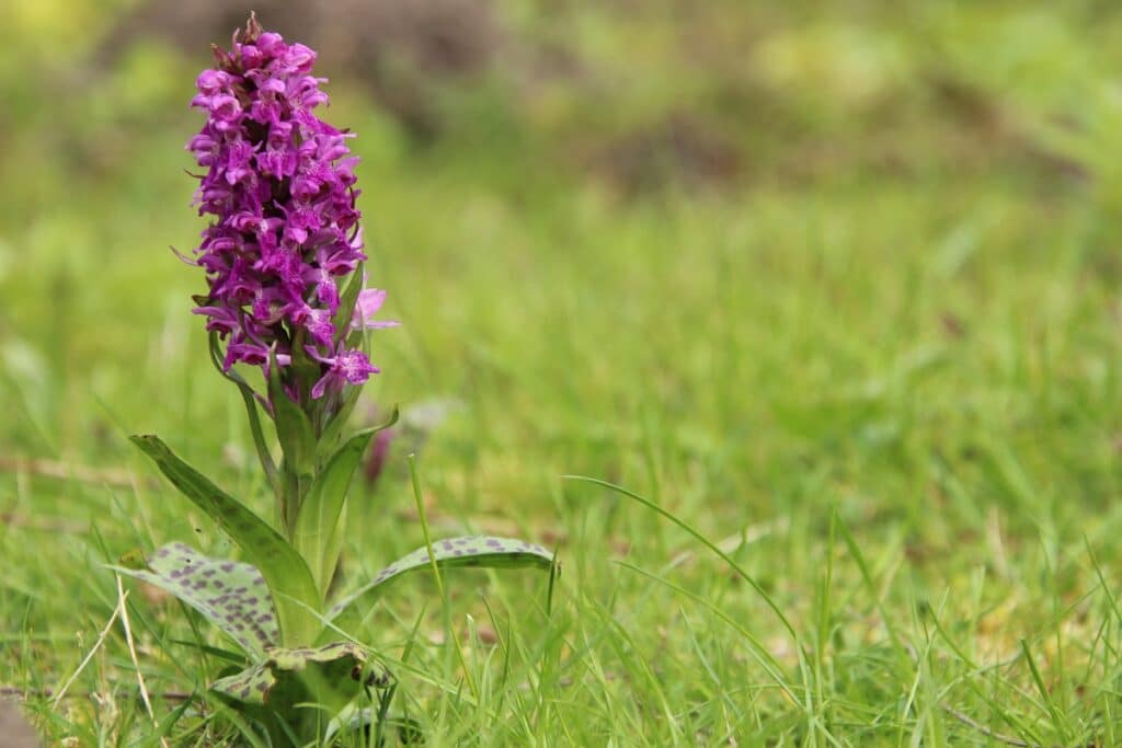 Breitblättriges Knabenkraut - Dactylorhiza majalis