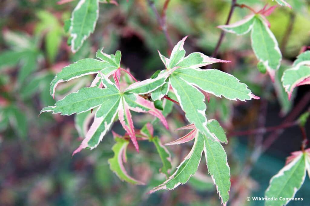 Kleine Bäume - Acer palmatum 'Oridono nishiki'