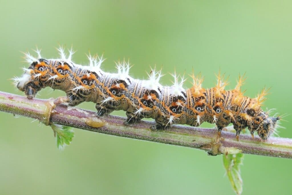 C-Falter - Polygonia c-album