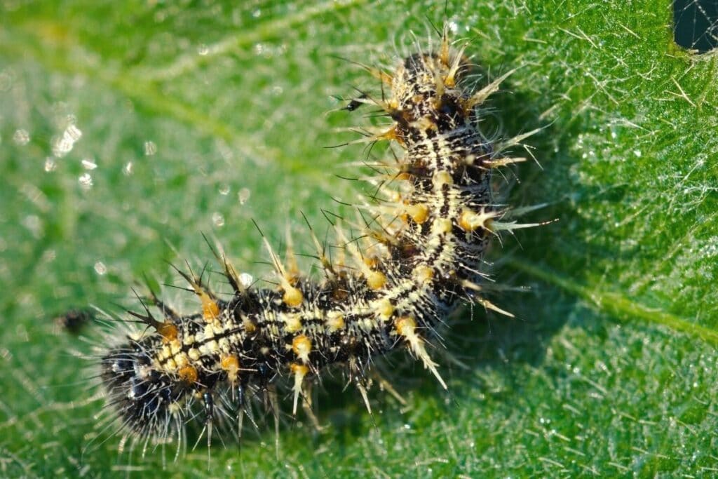 Distelfalter - Vanessa cardui