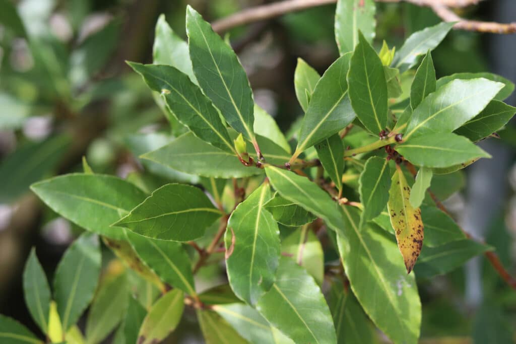 Echter Lorbeer - Laurus nobilis