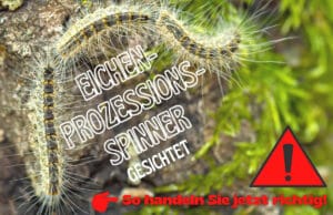 Eichenprozessionsspinner entdeckt