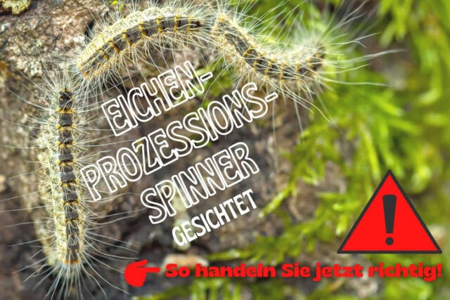 Eichenprozessionsspinner entdeckt