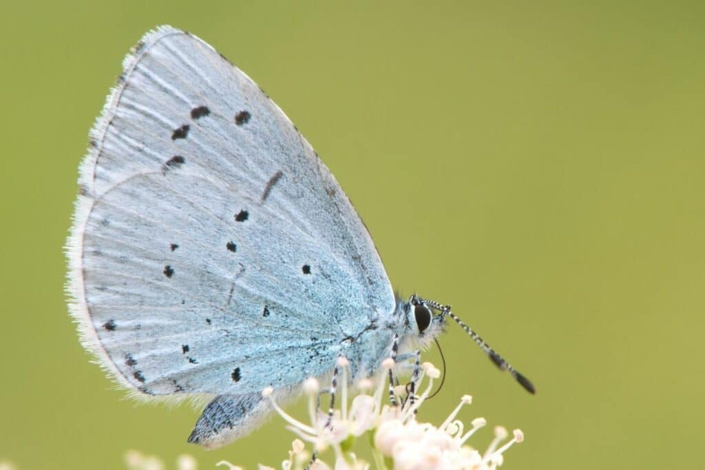 Faulbaumbläuling - Celastrina agriolus