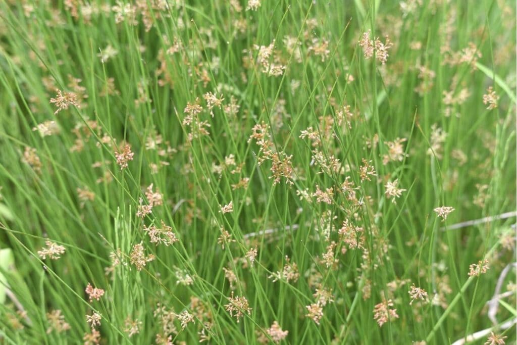 Flatterbinse - Juncus effusus