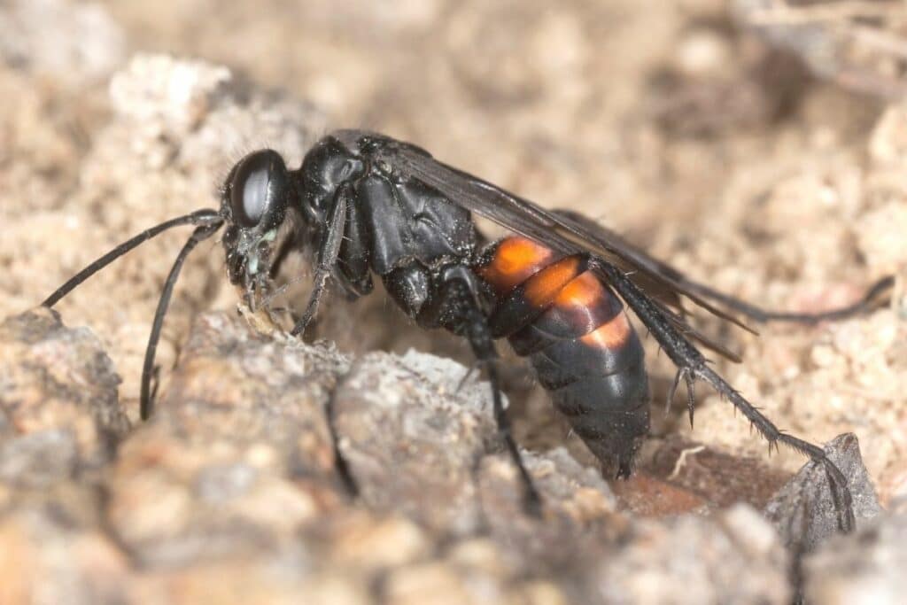 Frühlings-Wegwespe - Anoplius viaticus