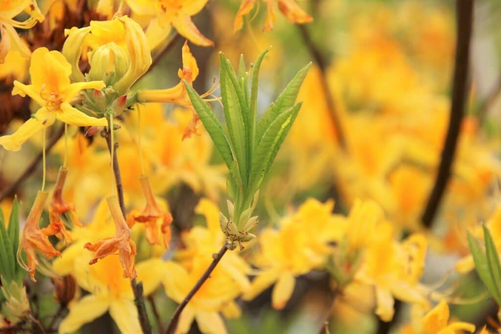 Moorbeetpflanzen - Gelbe Azalee - Rhododendron luteum