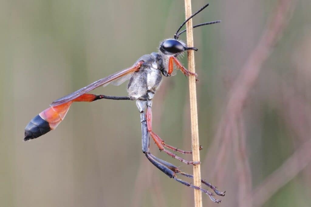 Gemeine Sandwespe - Ammophila sabulosa