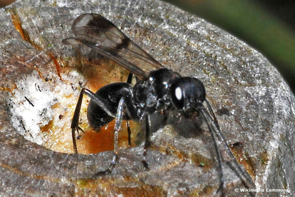 Gescheckte Wegwespe - Dipogon variegatus