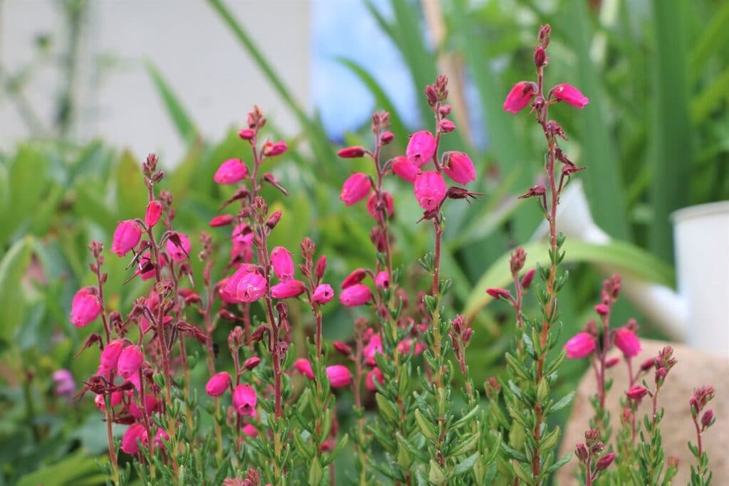 Glockenheide - Erica tetralix